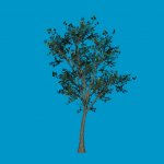 tree04_sg