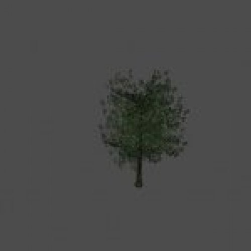 tree43