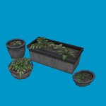 potted plants05