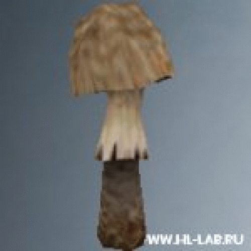 mushroom02.zip