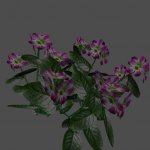 pc_Flower_02_Mesh