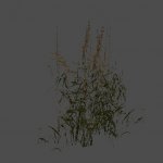 Shrub_01