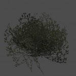 fnv_bush