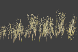 reeds_distant1