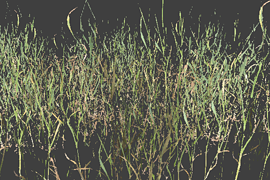 grass_pack3