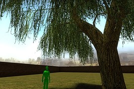 Weeping_Willow_01