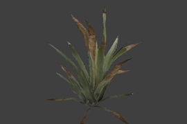 plant3