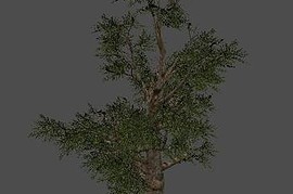 fnv_tree02