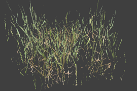 grass_pack_small