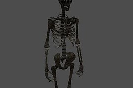 fnv_skeleton