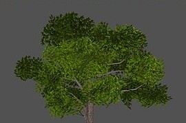 tomdon_tree