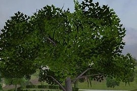 tomdon_tree