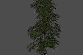 fnv_tree01