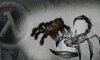 Spiders