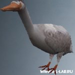 duck.zip