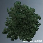 hil_baum01.zip