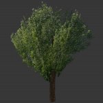 tree_07.mdl