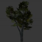 tree_greyv1.mdl