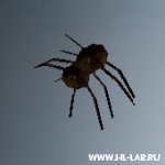 babyspider.rar