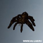 giantspider_smaller.zip