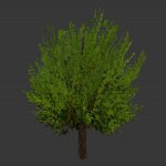 tree011.mdl