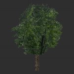 tree04big.mdl