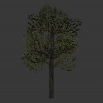 tree2_scaled.mdl