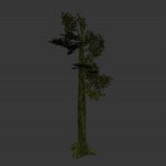 tree_jungle02.mdl