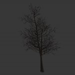 tree_noleaves.mdl