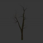 tree_noleavesv2.mdl