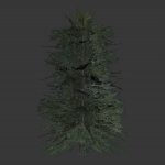 tree_pine.mdl