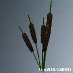 bulrush