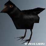 crow