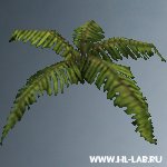 fern2