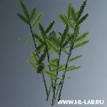 foliage_jungle1