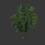 tree031.mdl