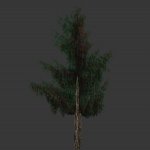 tree041.mdl