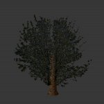 treeski1small.mdl