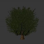 treeski4.mdl
