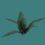 forge_fern1.mdl