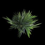 plaka_shrubberyyy.mdl