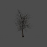 dead_tree06