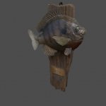 MountedFish01