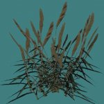 fern1