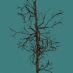 flo_tree008