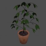 zps_ficus