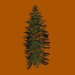 pine1