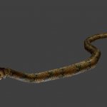 snake