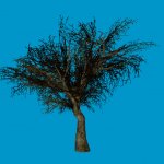 jn_eviltree_03