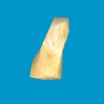 jn_orange_mushroom_01_gib00